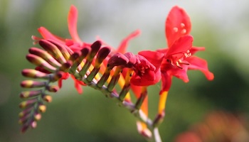 Energie update Rode Draak levenspad 10 - 22 december 2025: Een nieuw begin